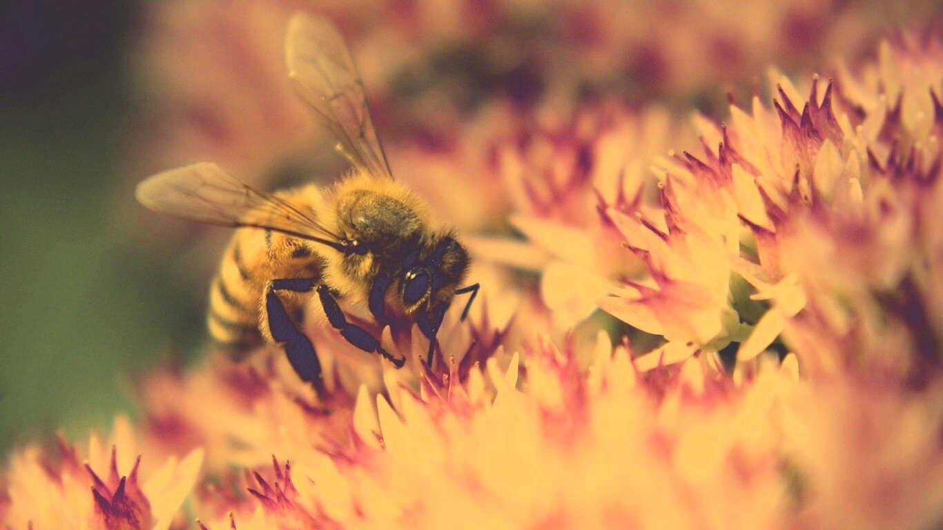 Пчела собирает пыльцу обои