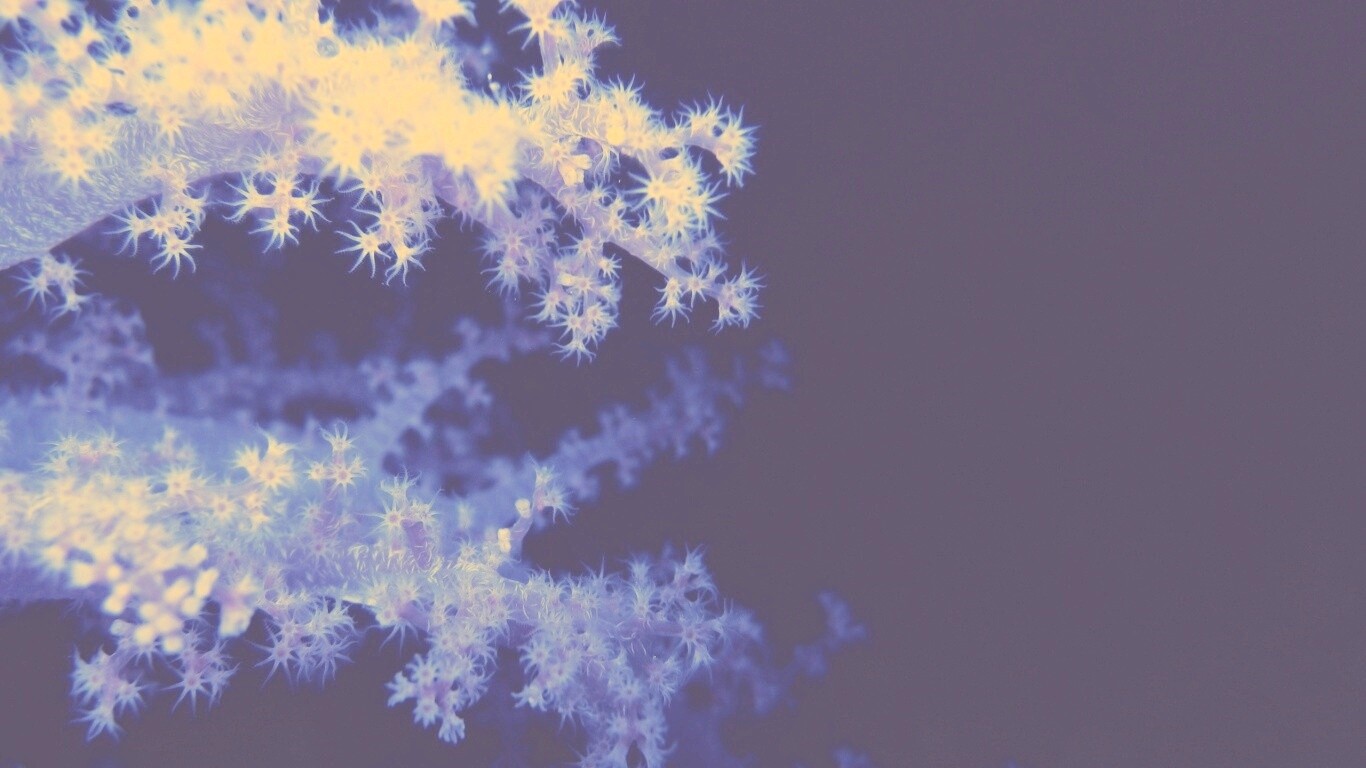 Кораллы обои