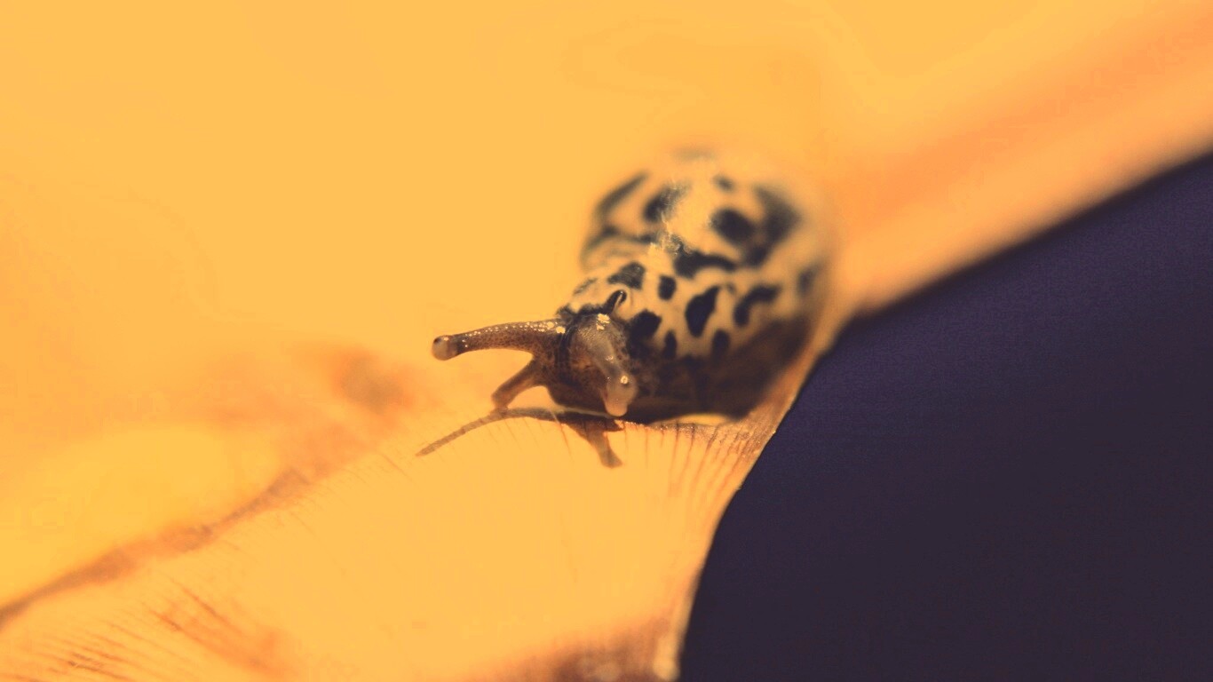 Ползущая улитка обои