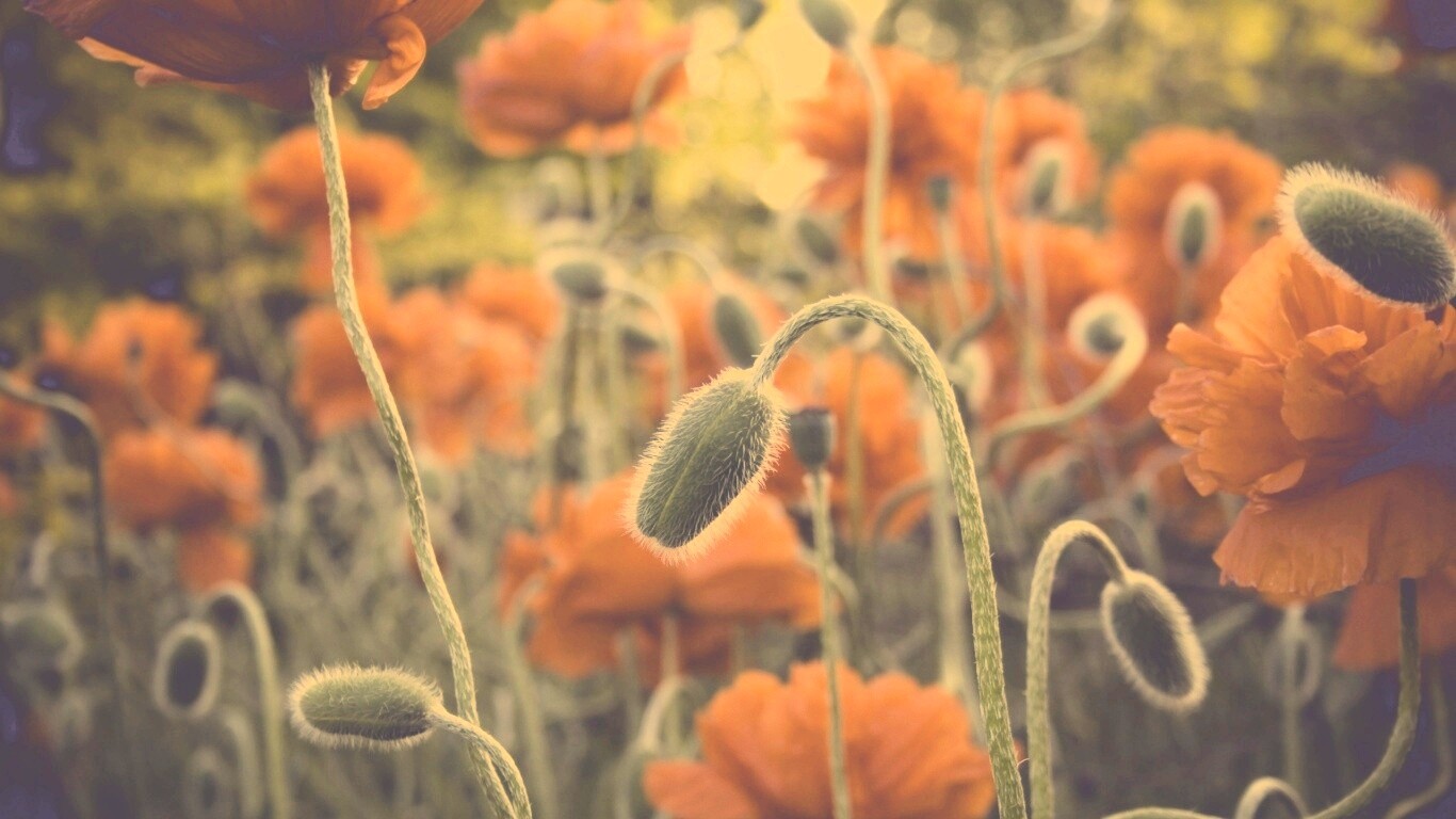 Бутон среди цветов обои