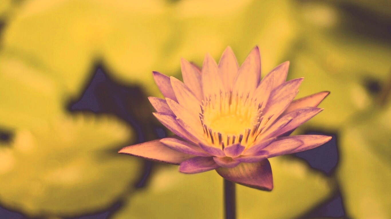 Фиолетовый цветок обои