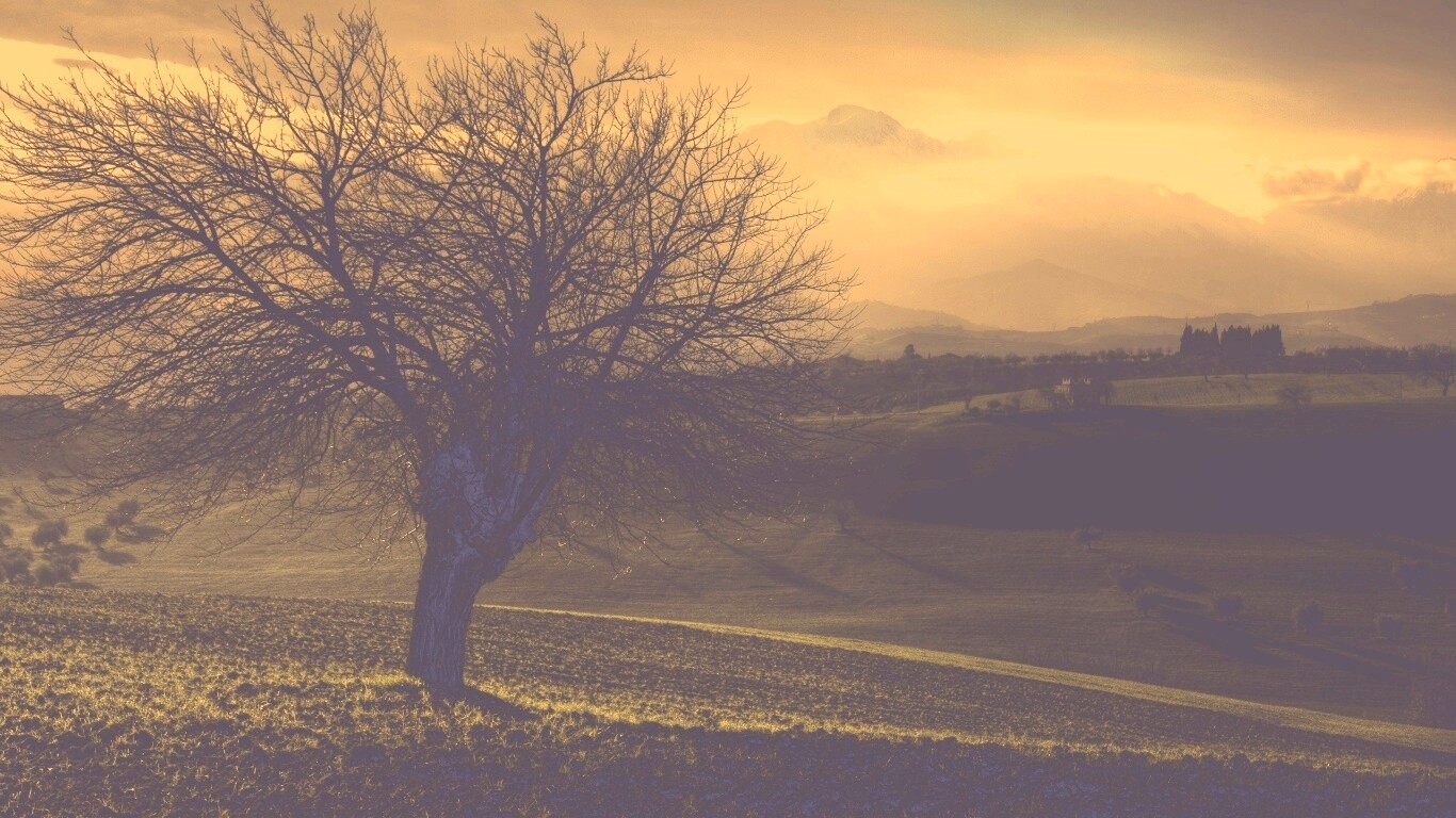 Дерево и горы обои