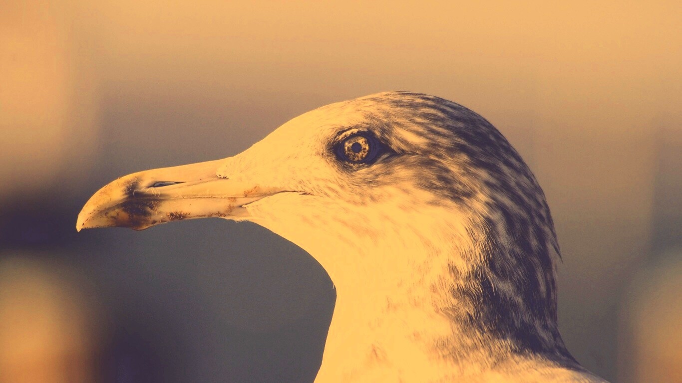 Птичка с длинным клювом обои