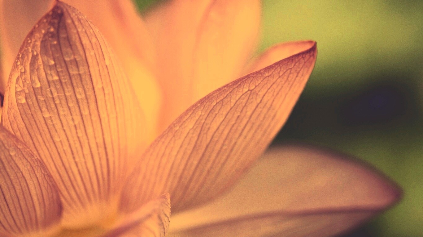 Лепестки цветов обои