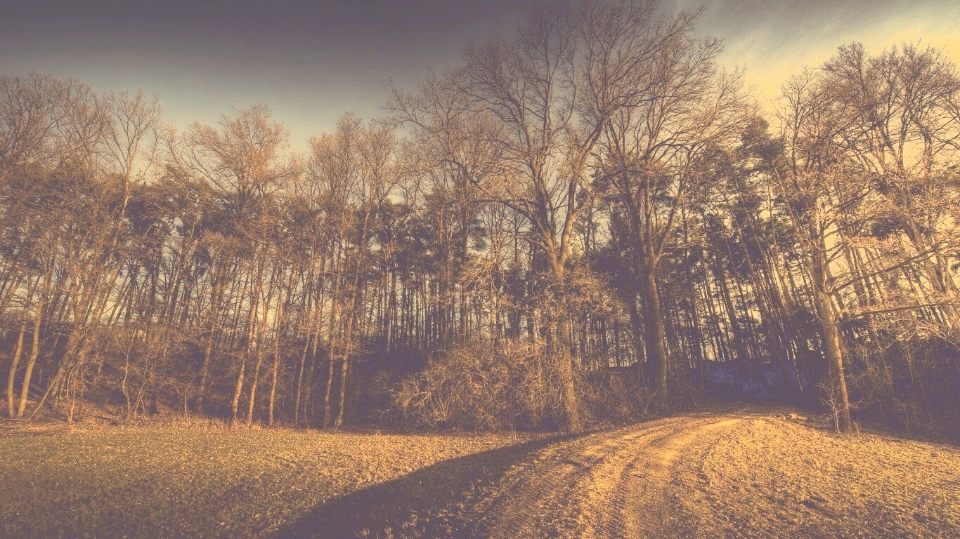 Дорога в лес обои