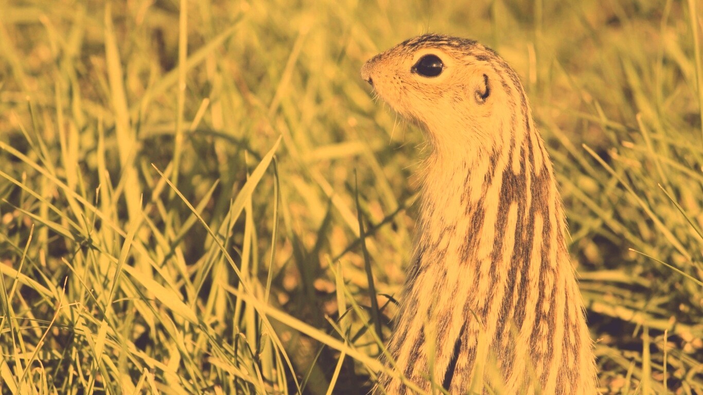 Сурок в стойке обои