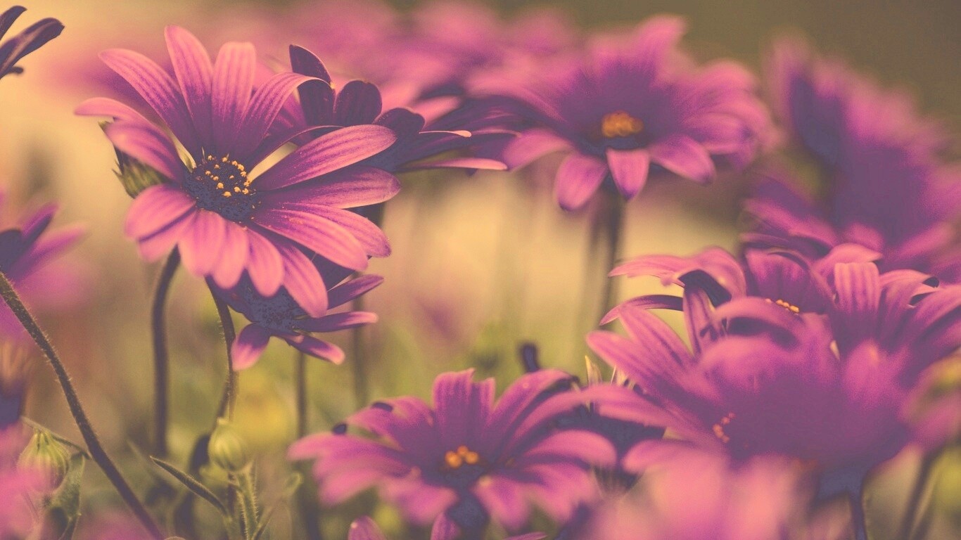 Яркие фиолетовые цветы обои