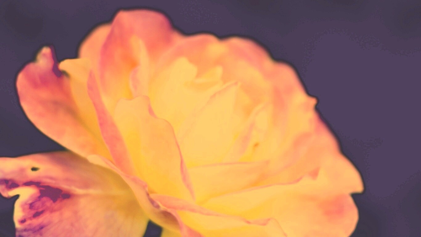 Картинка с нежным розовым цветком обои