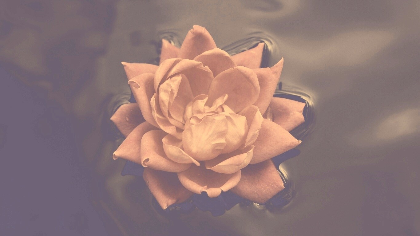 Красивый цветок на воде обои