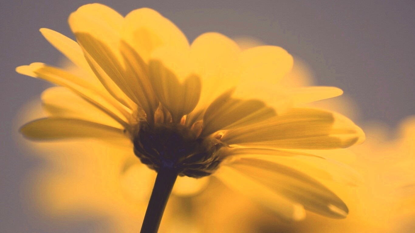 Макро-фото желтого цветка обои