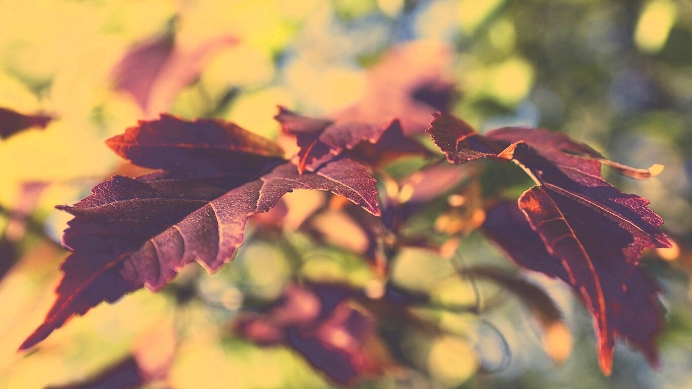 Красивые осенние листья в баговых цветах обои