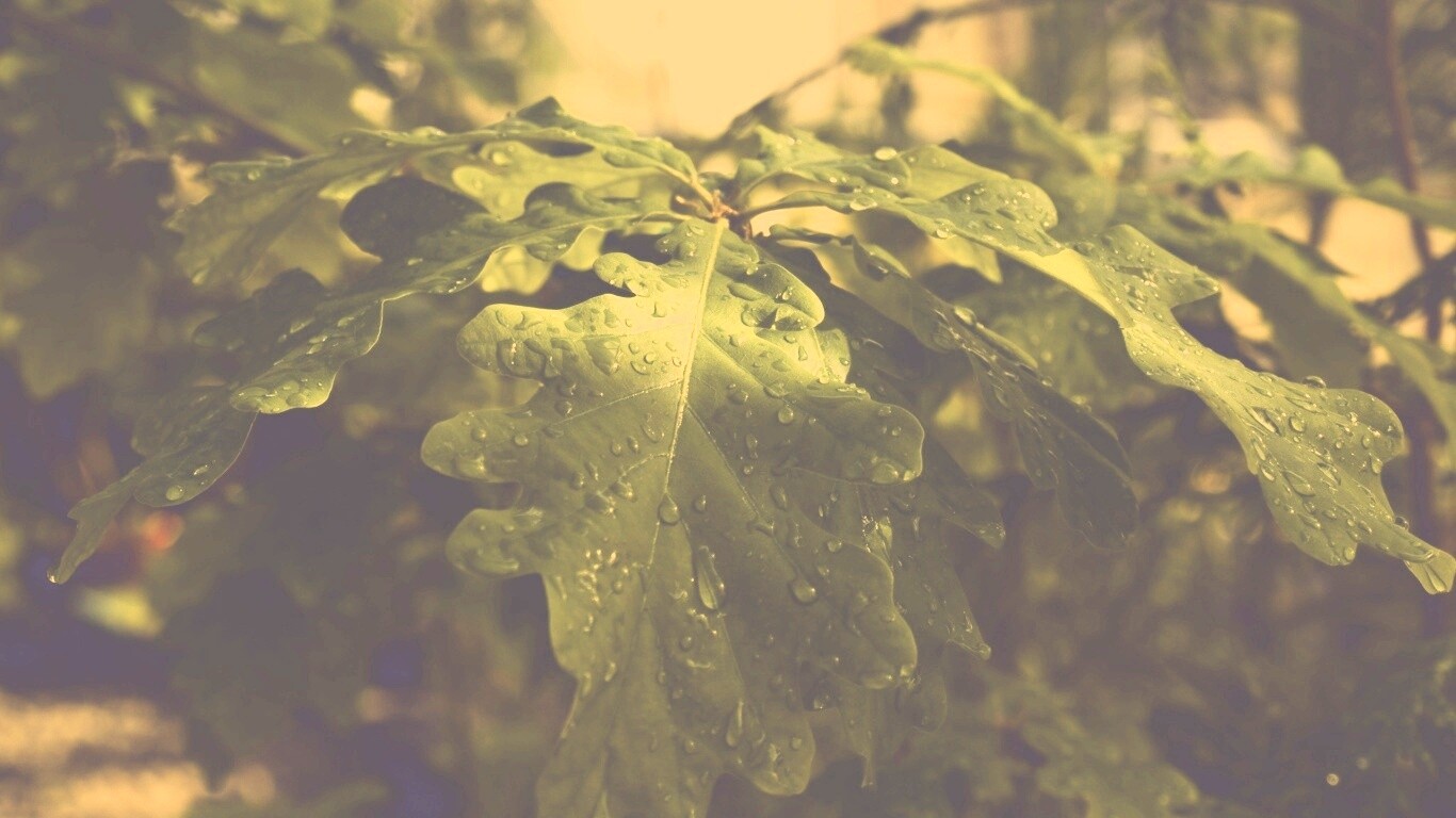 Сочные листья дуба обои