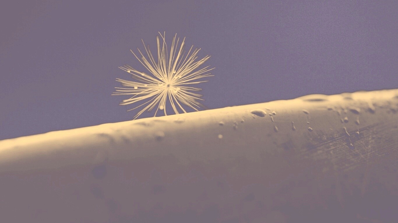 Прилипшая пушинка обои