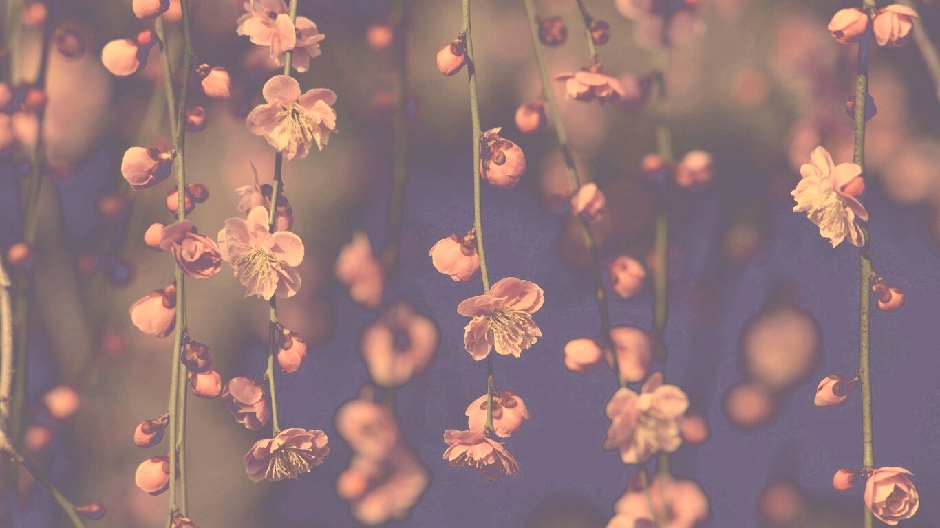 Веточки цветущего дерева обои