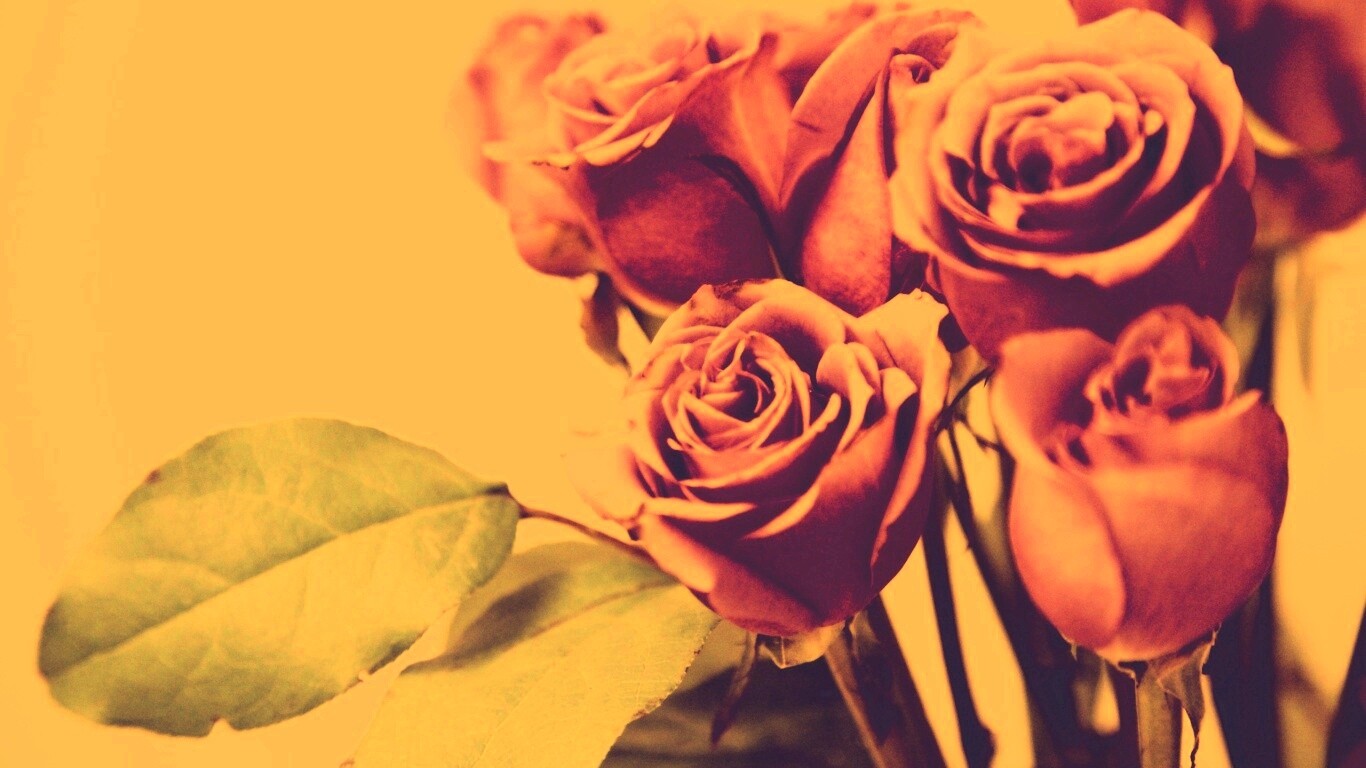 Букет розовых роз обои