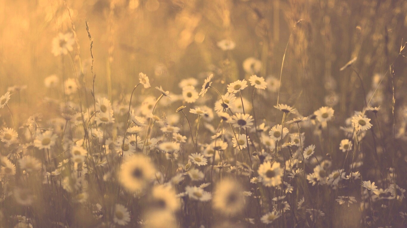 Поле ромашек обои