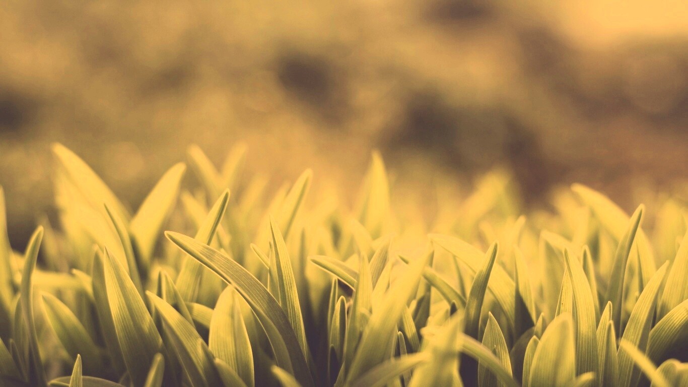 Сочная нежная трава обои