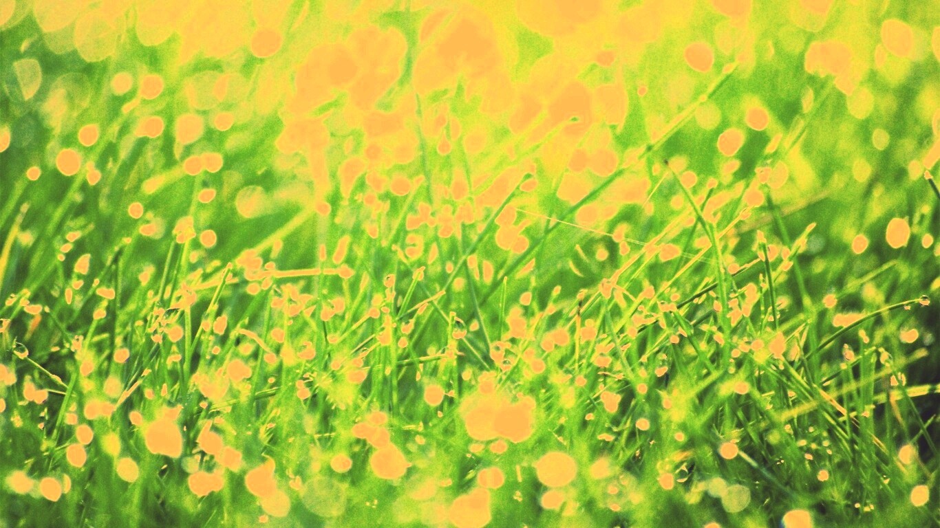 Трава в росе обои