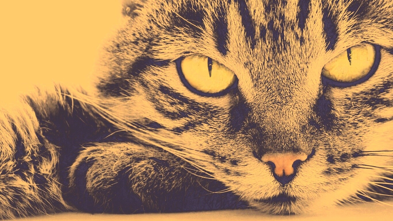 Пристальный кошачий взгляд обои