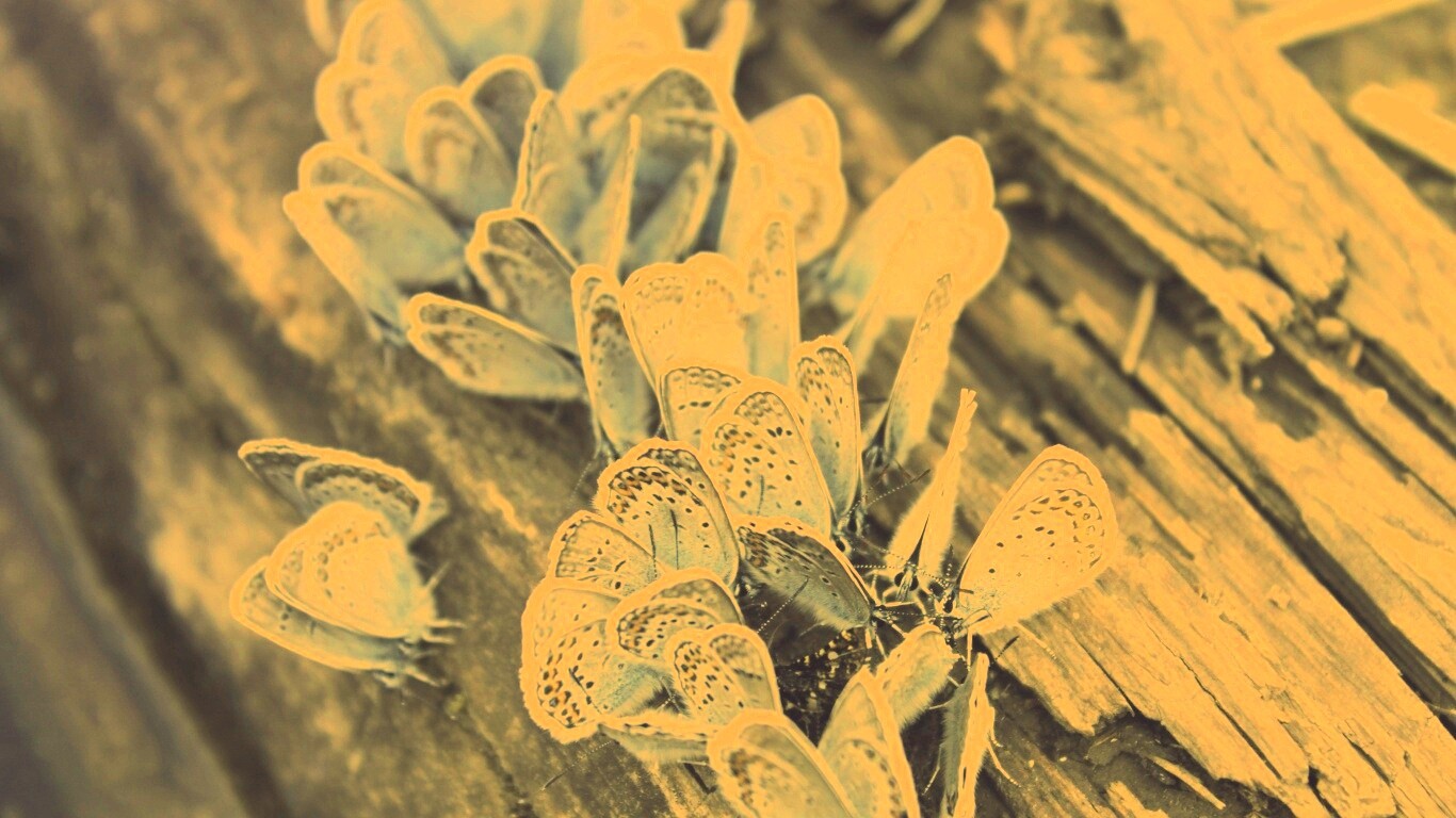 Голубые бабочки обои