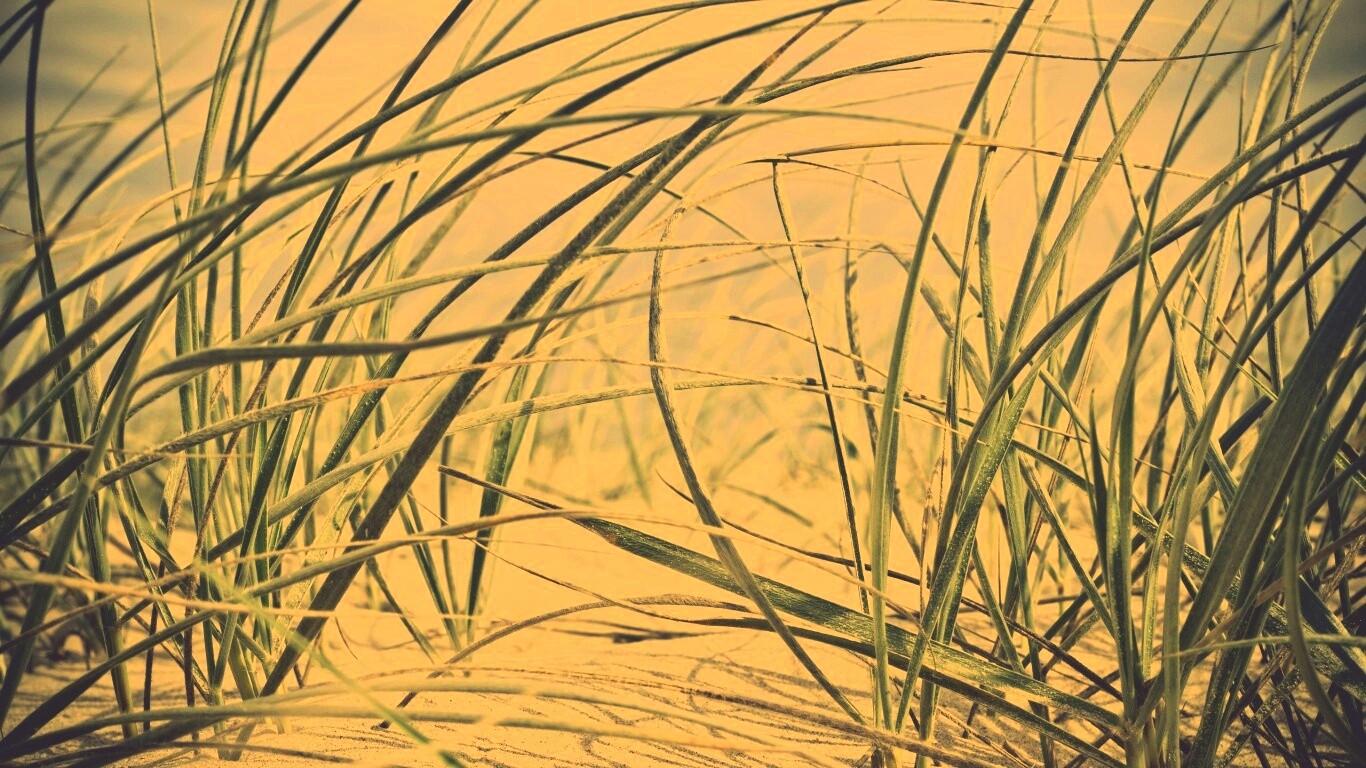 Трава на песке обои