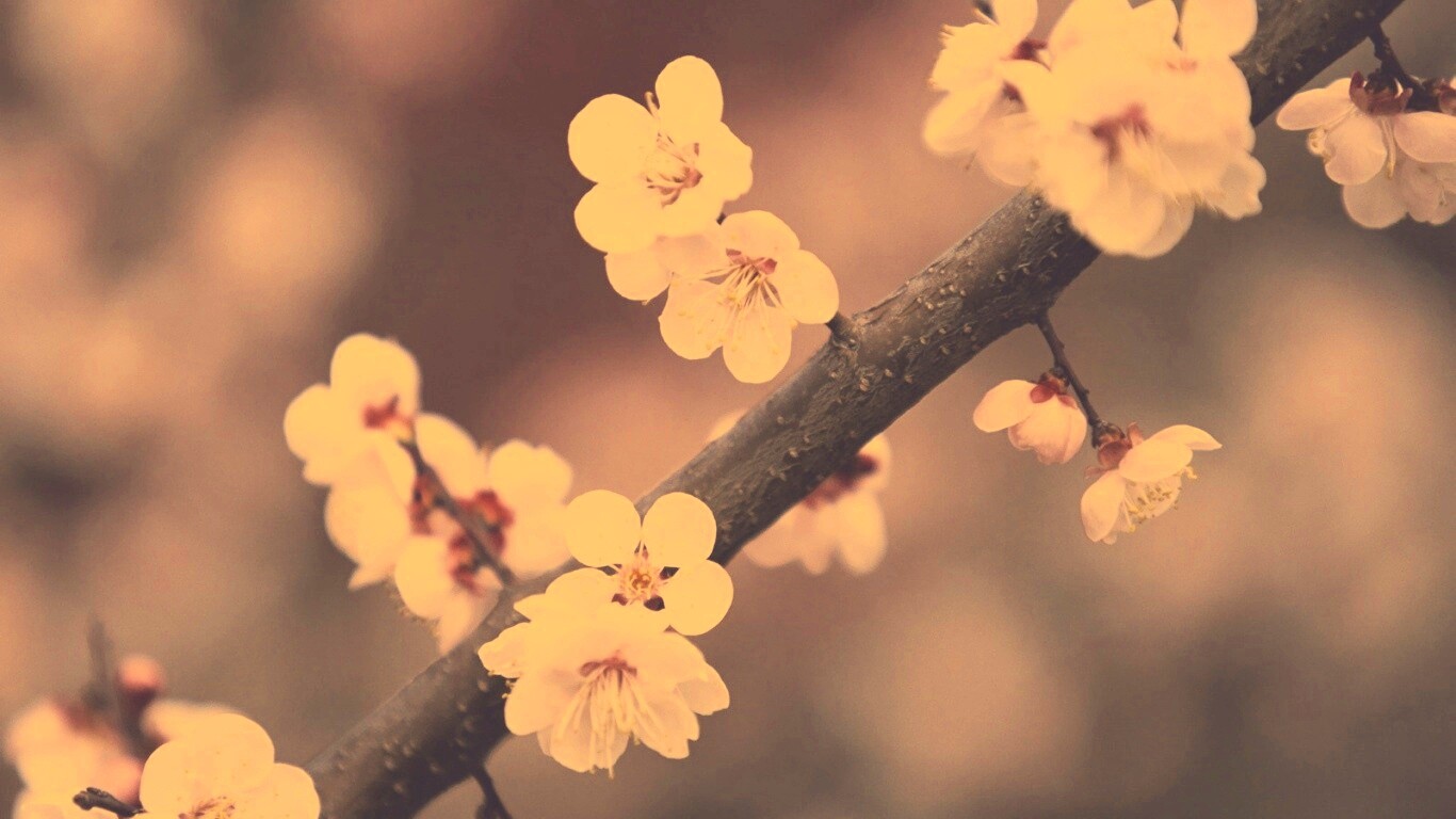 Ветка сакуры обои