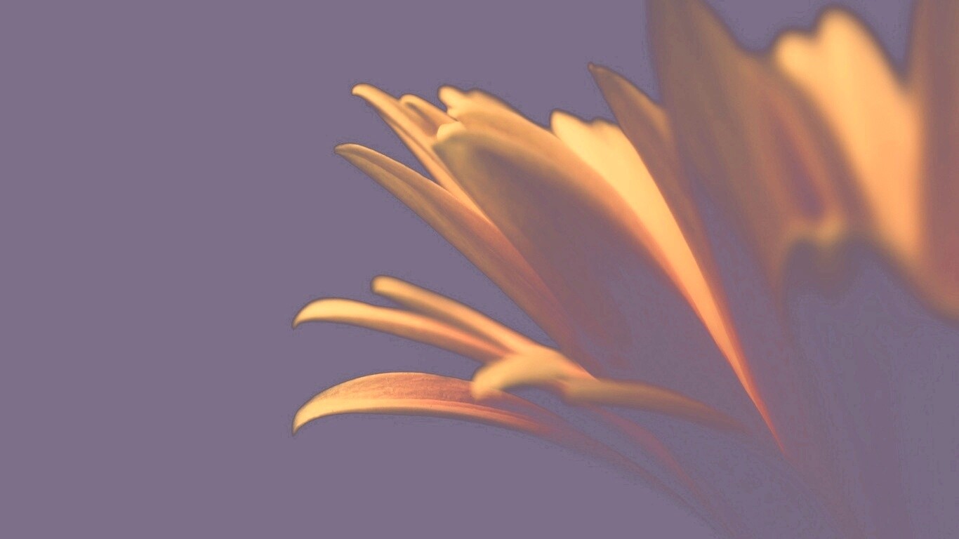 Гербера обои