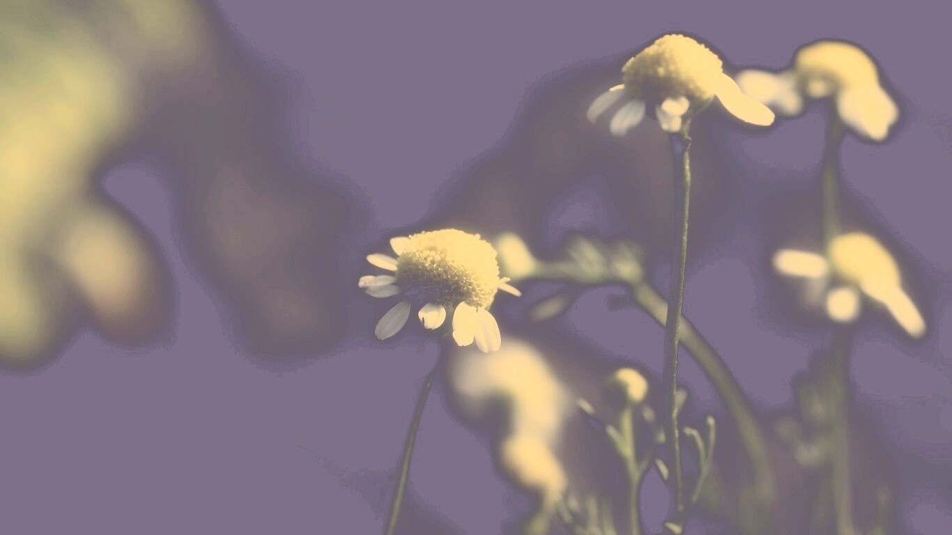 Стремный лепестун обои