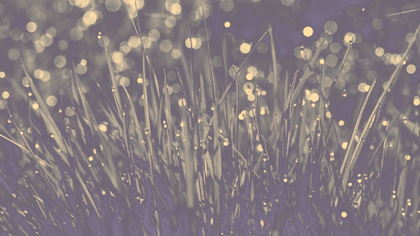 Трава ночью обои