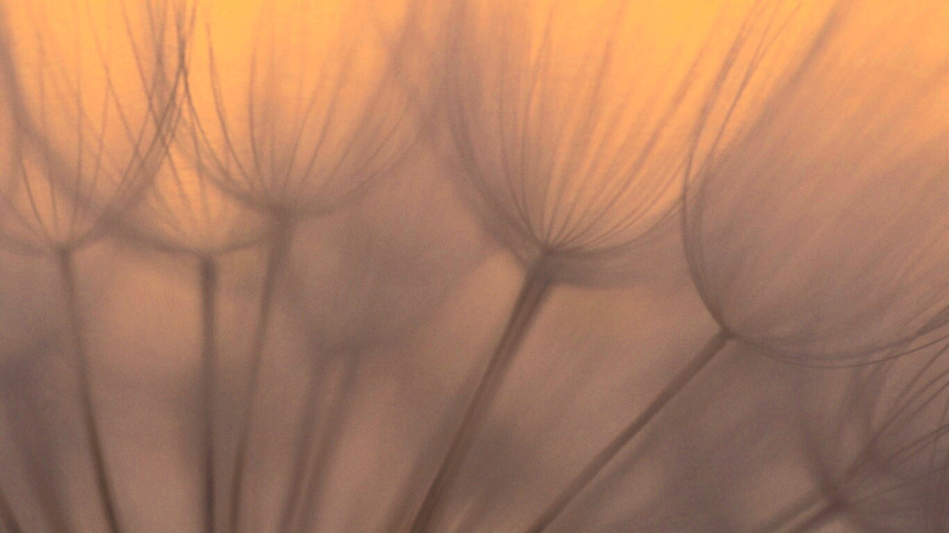 Рисунок одуванчика обои