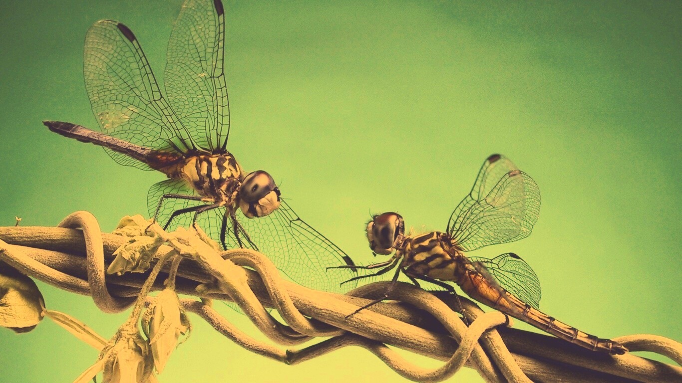 Две стрекозы обои