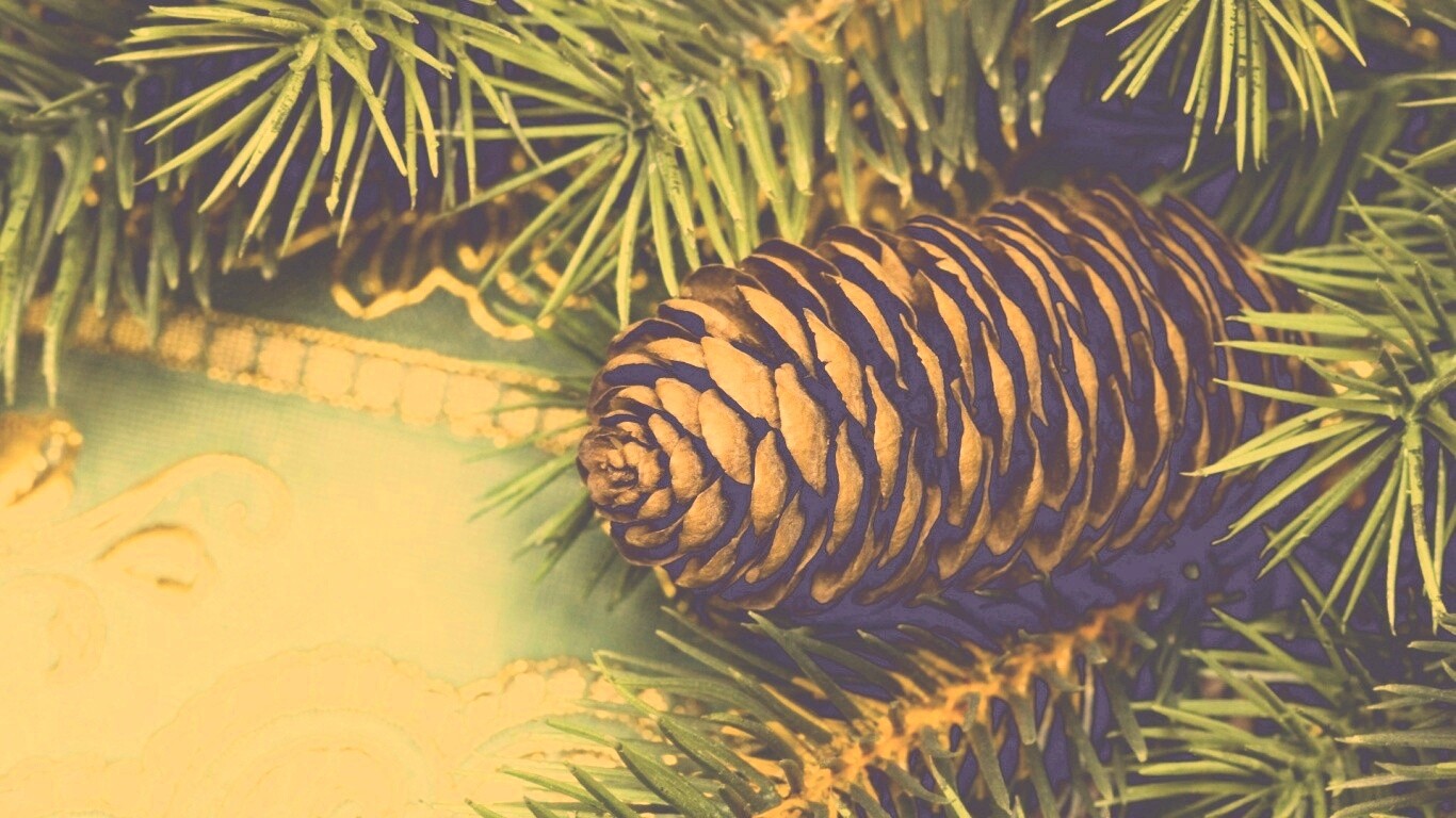 Шишка на елке обои