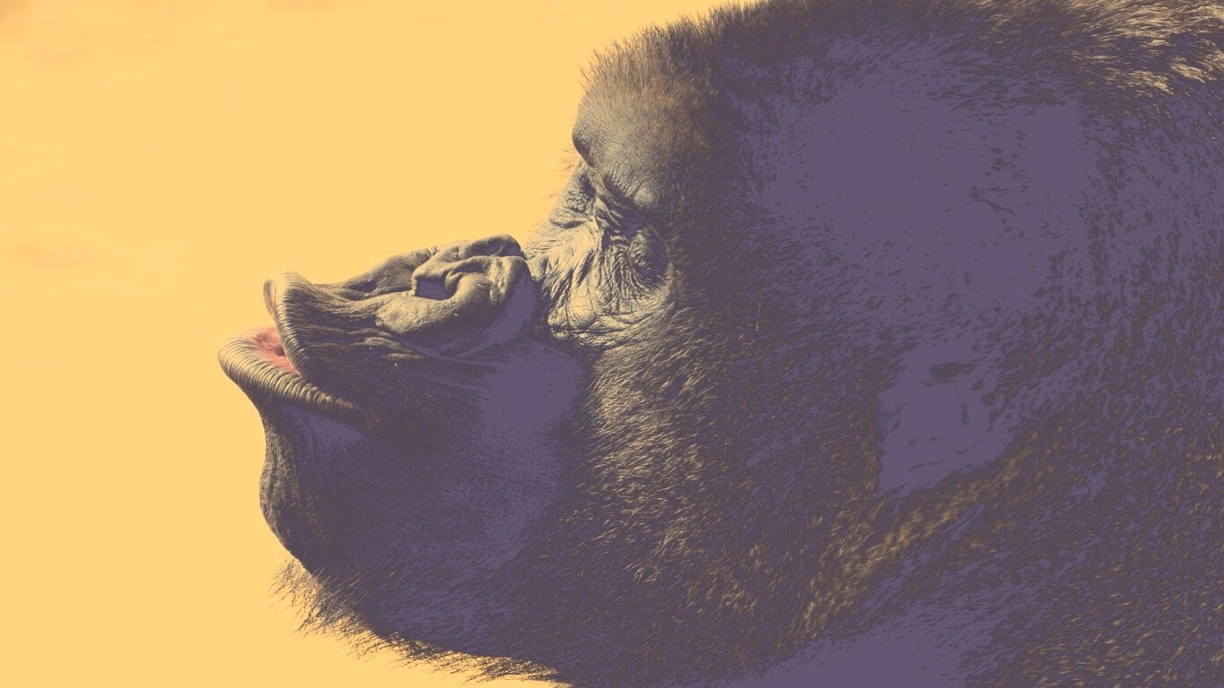 Горилла корчит рожи обои