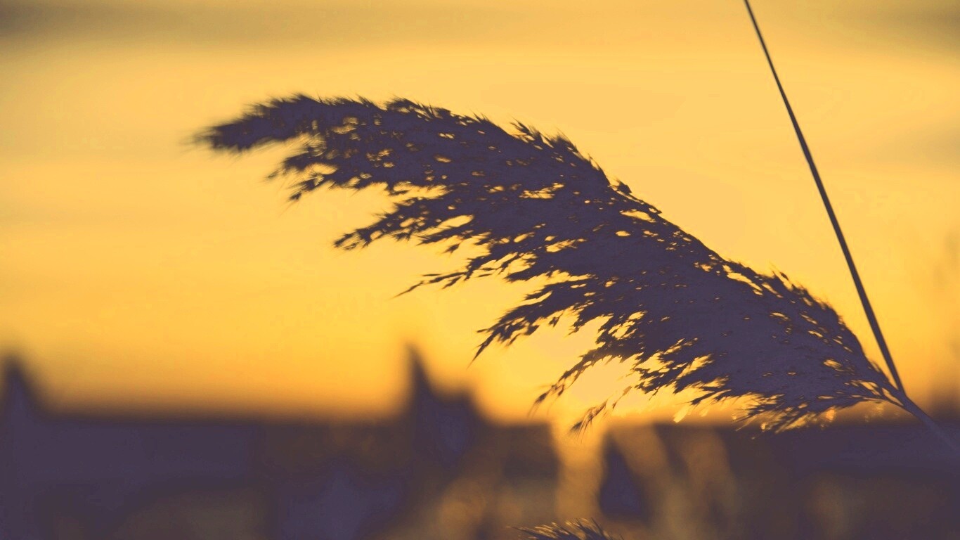 Камыш на закате обои