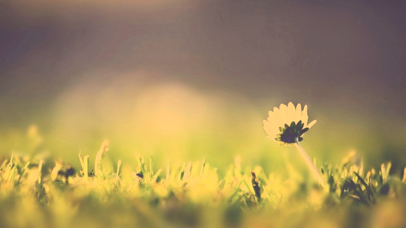 Цветок на траве обои