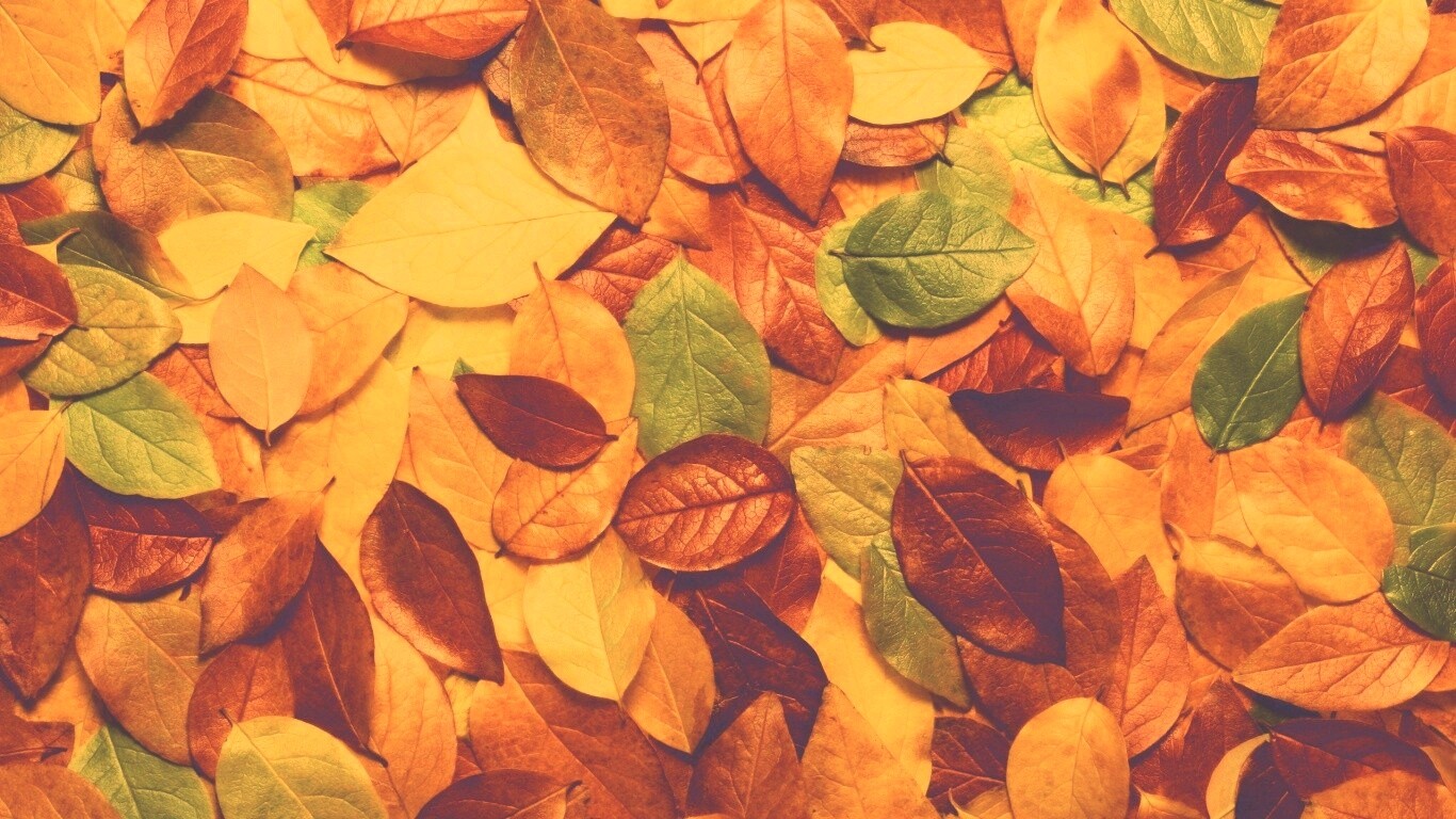 Цветной ковёр из листьев обои