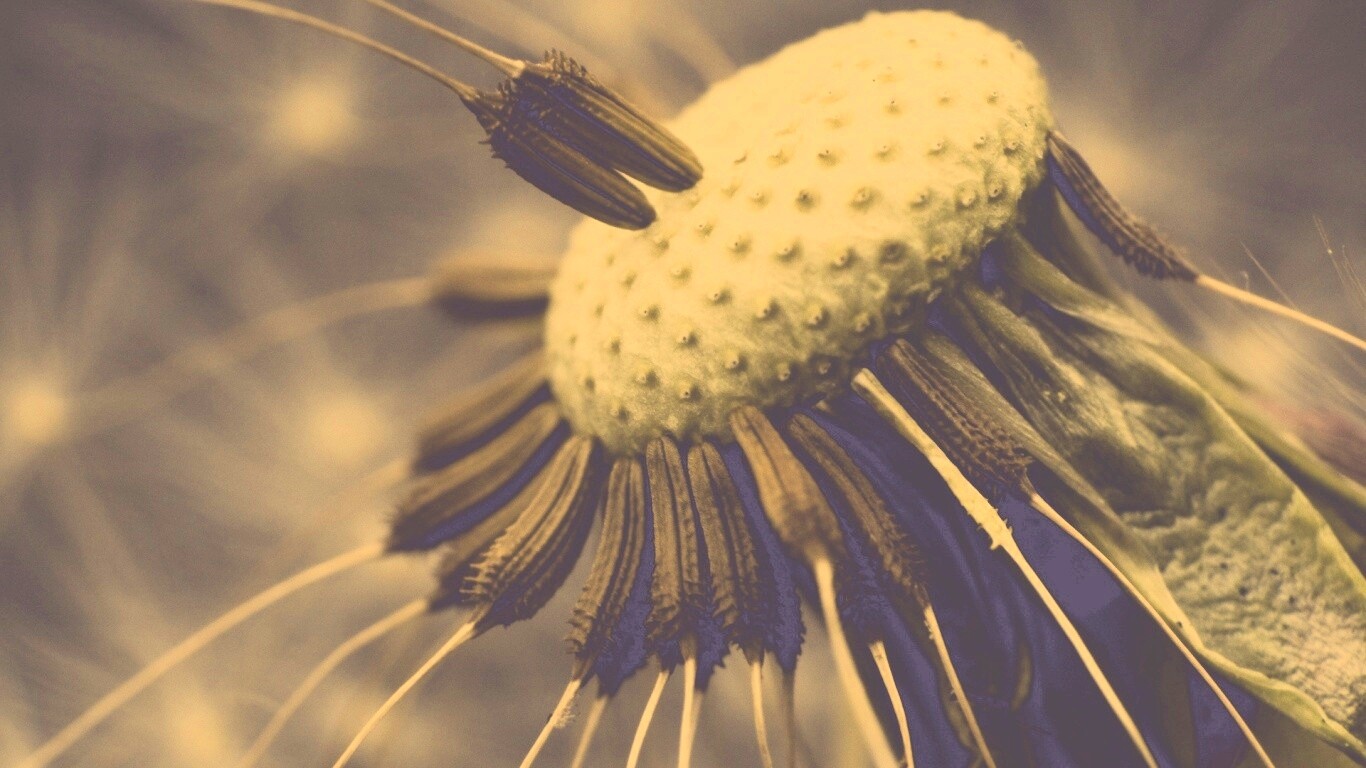 Лысеющий одуванчик обои