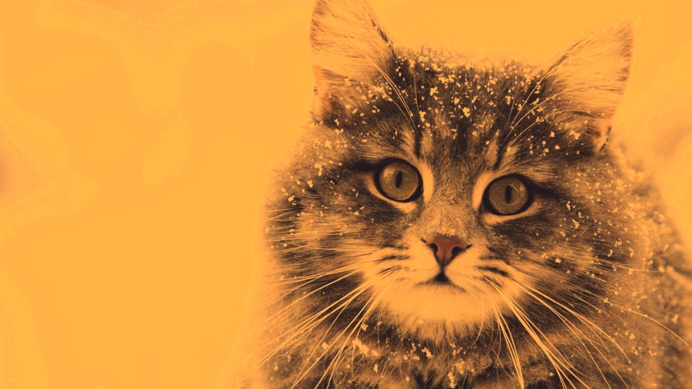 Кот в снегу обои