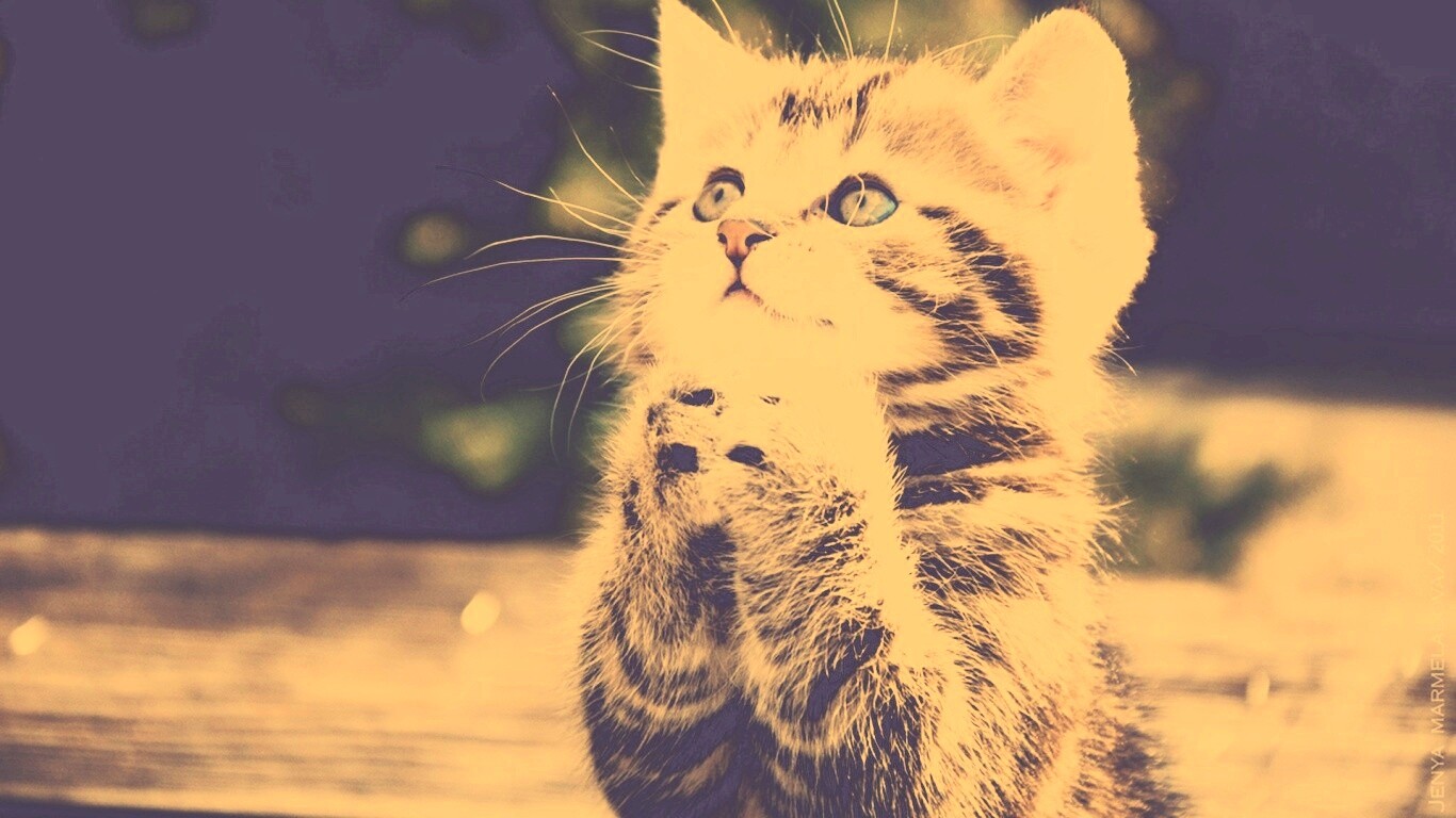 Непередаваемо прелестный котенок сложил лапки обои