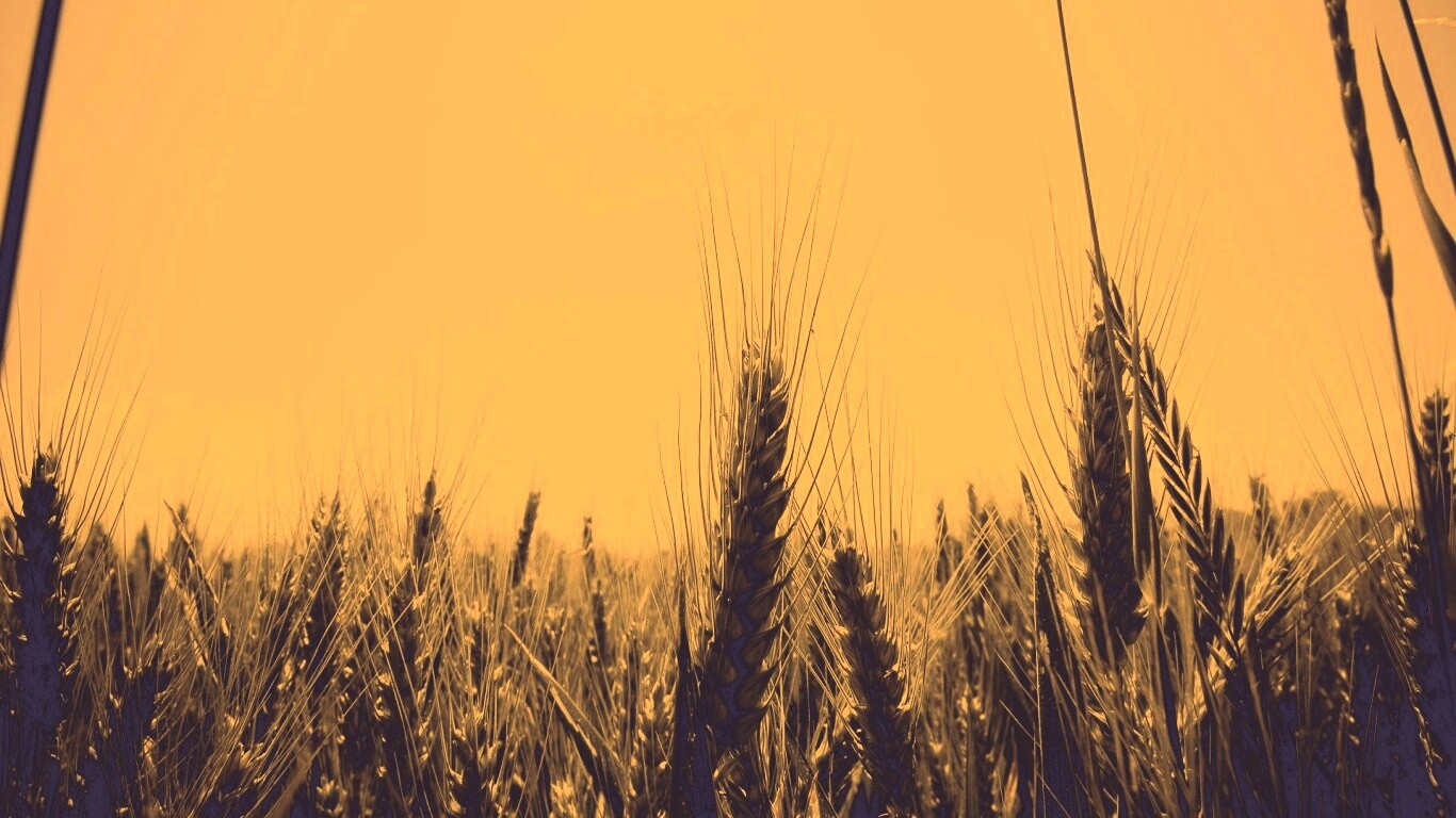 Колосья в поле обои