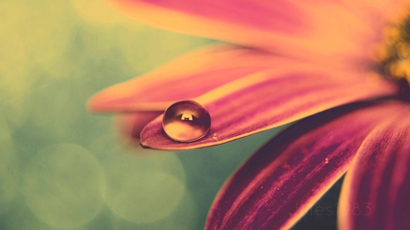 Капля на лепестке обои