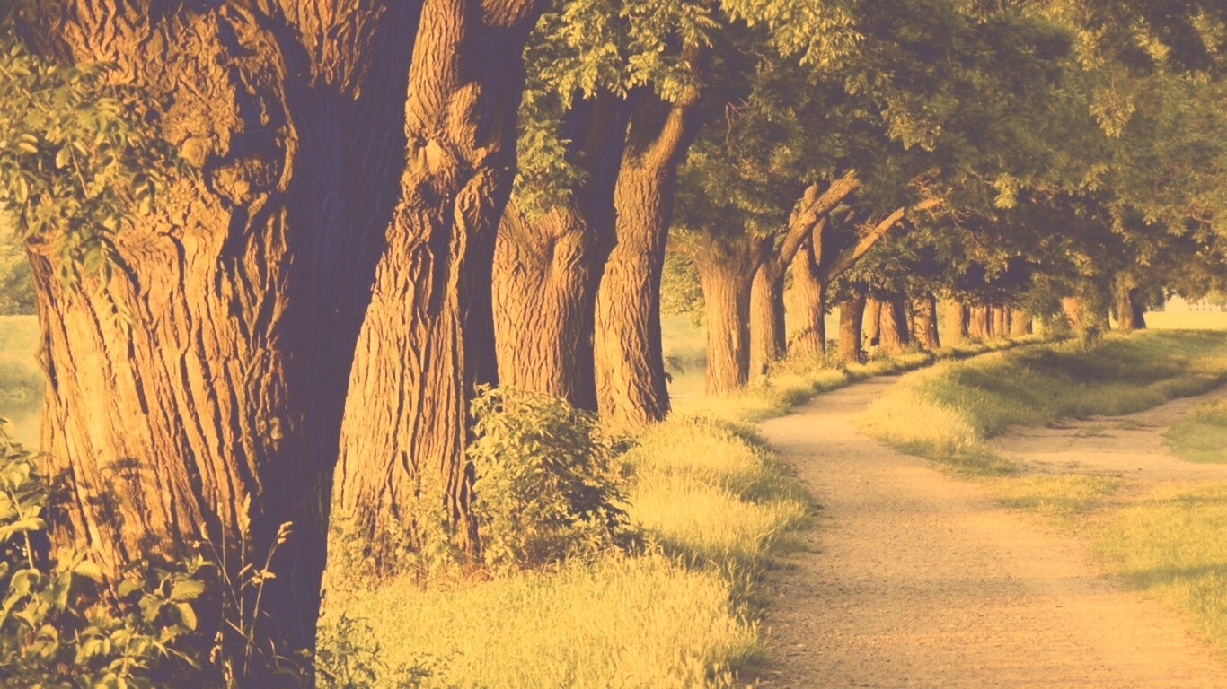 Аллея старых раскидистых деревьев обои