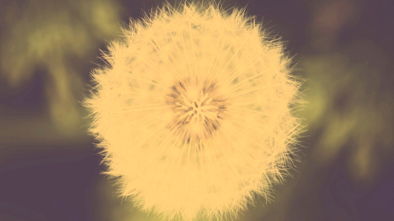 Макро фотография одуванчика обои
