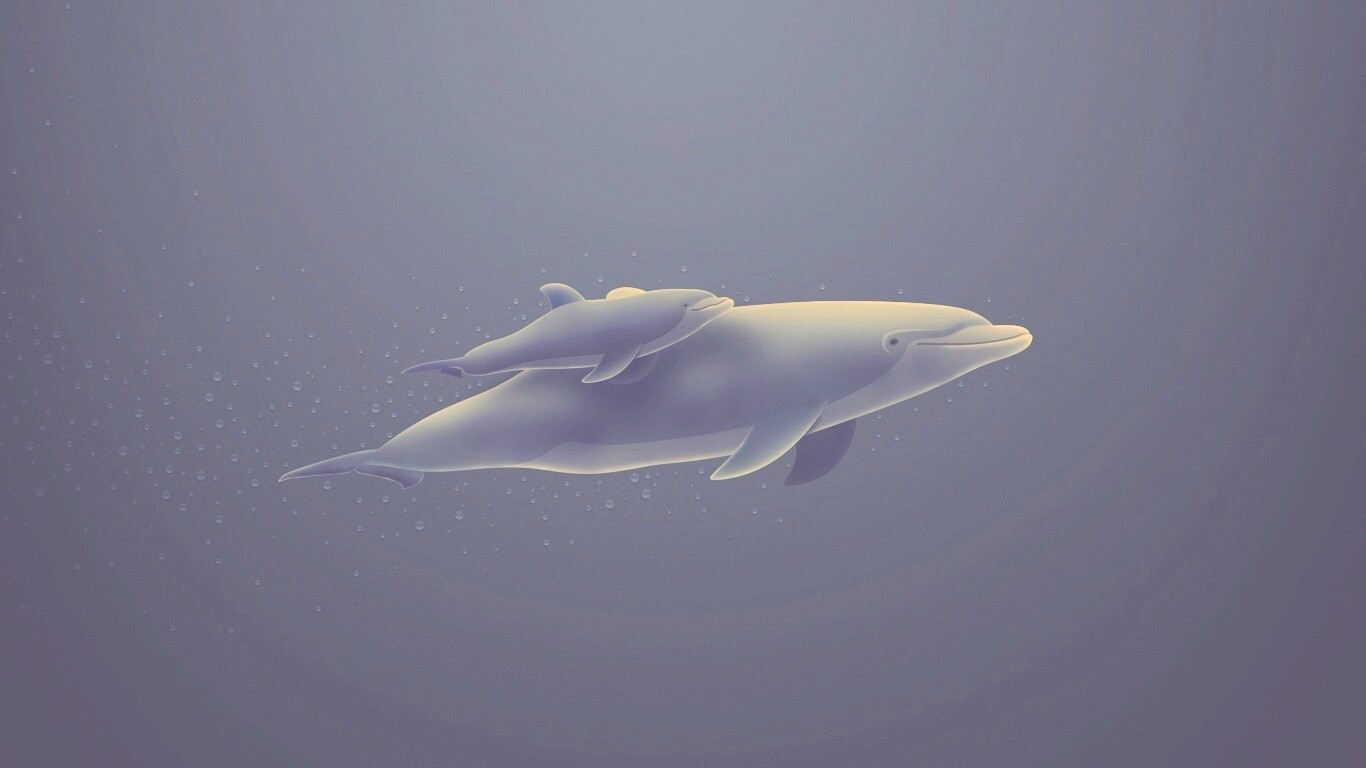 Дельфин и дельфиненок обои