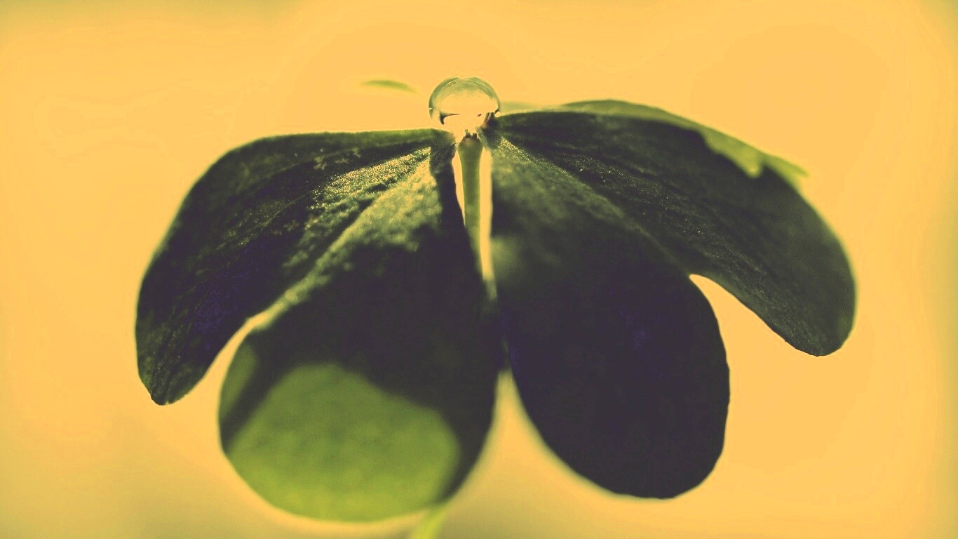 Зеленые листики и капелька воды обои