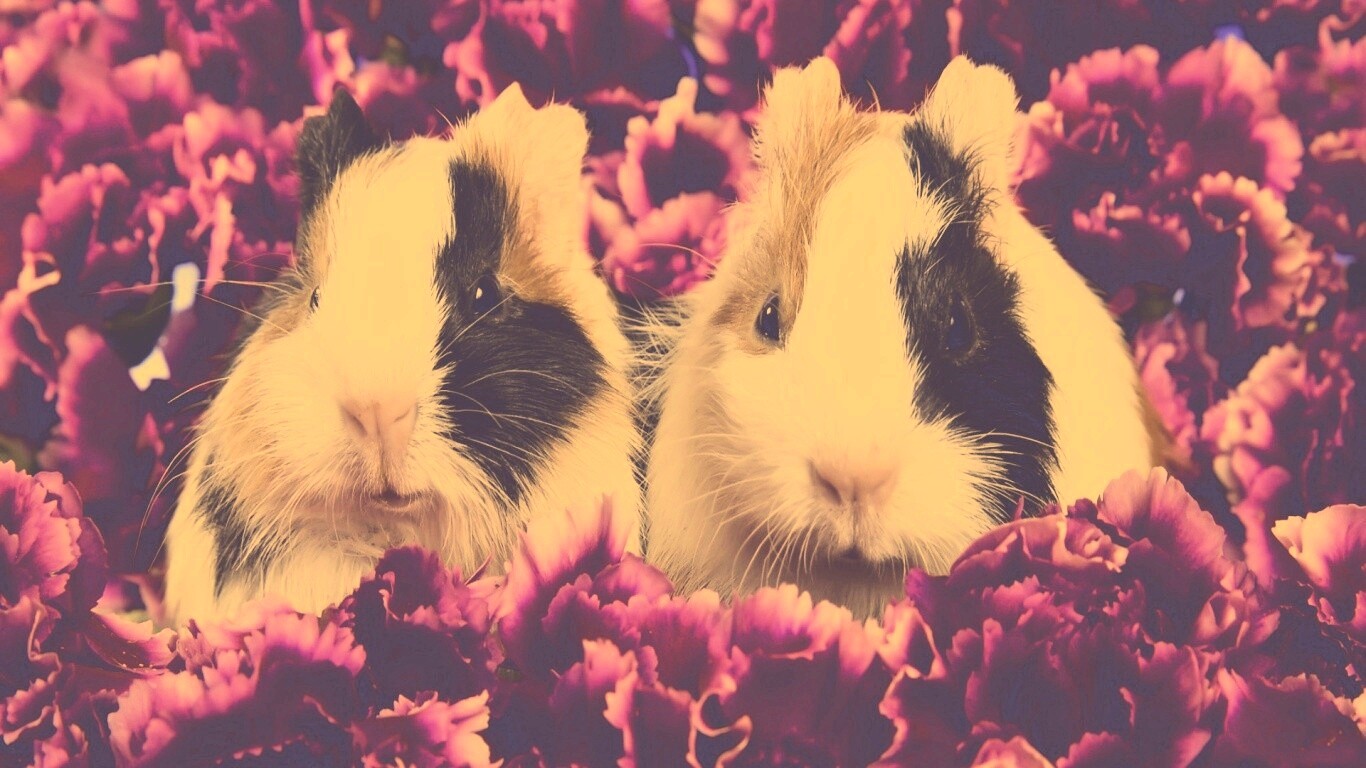 Морские свинки в гвоздиках обои