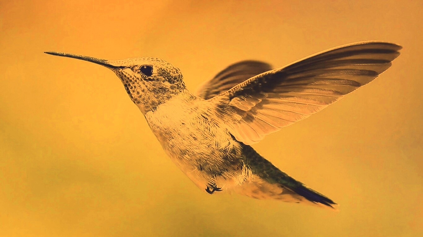 Колибри в полёте обои
