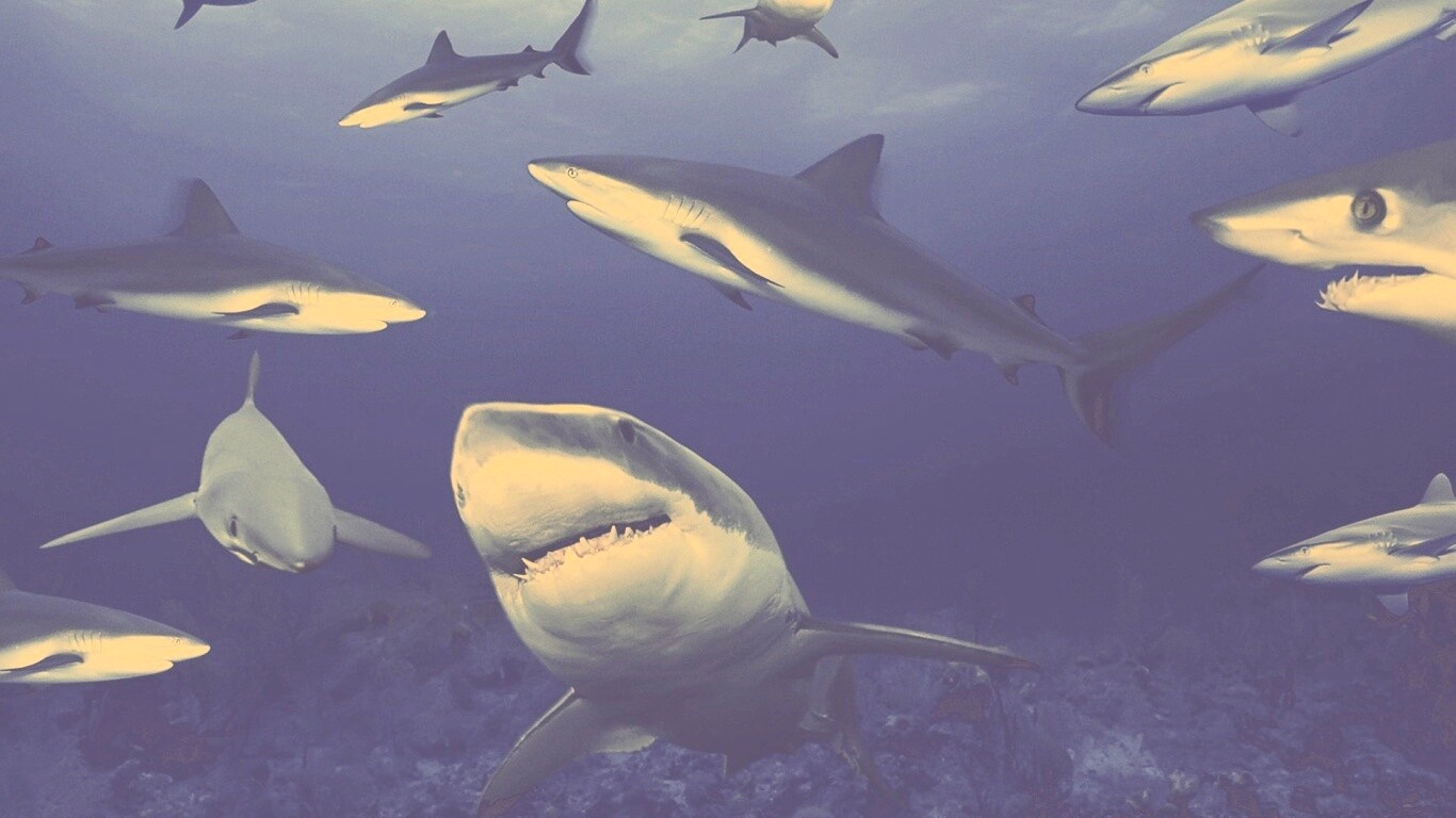 Стая акул обои