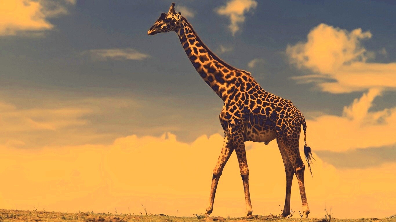Жираф на прогулке обои