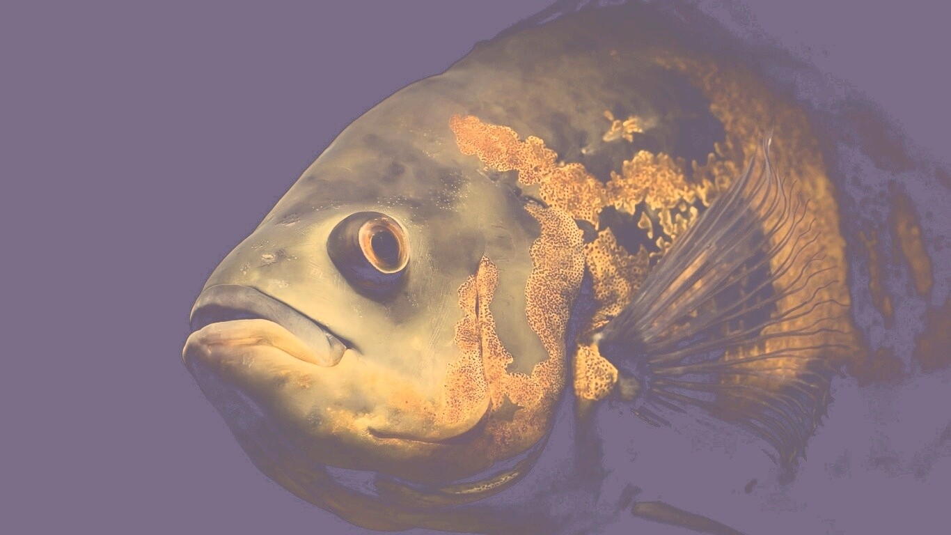 Глубоководный окунь обои